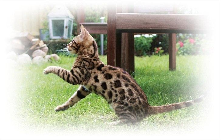 Bengal Echo Estella  billede 9