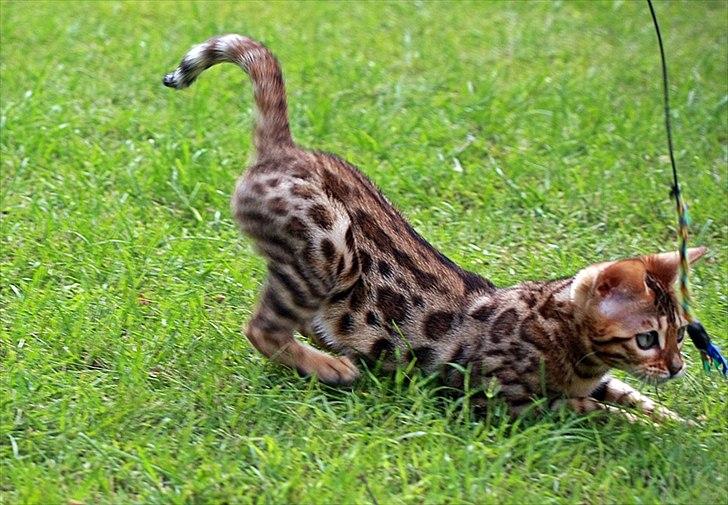Bengal Echo Estella  billede 10
