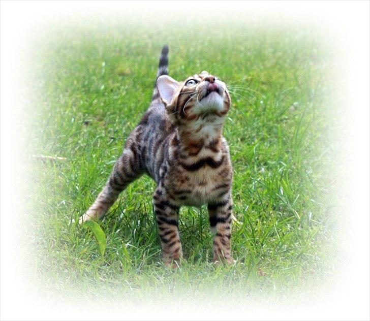 Bengal Echo Estella  billede 12