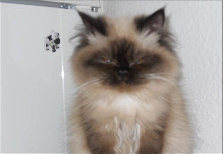 Colorpoint pusle billede 1