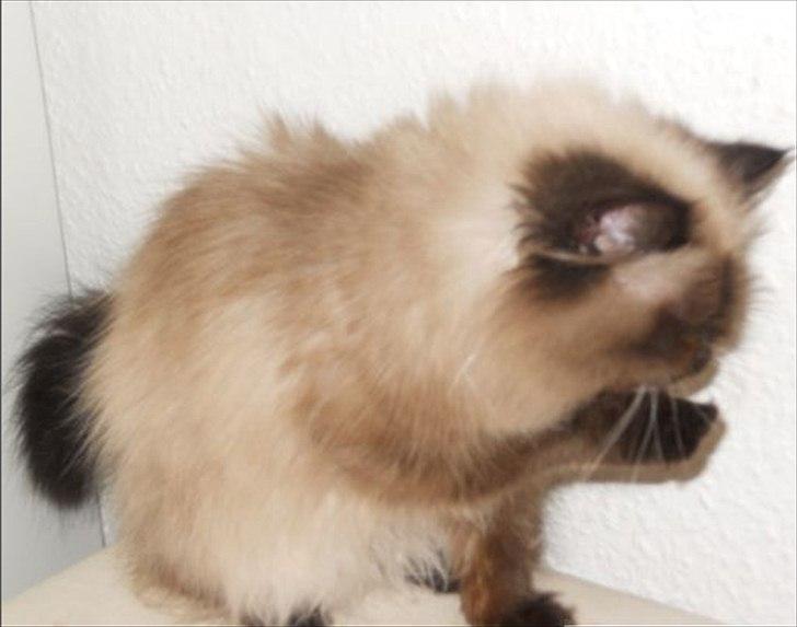 Colorpoint pusle billede 2