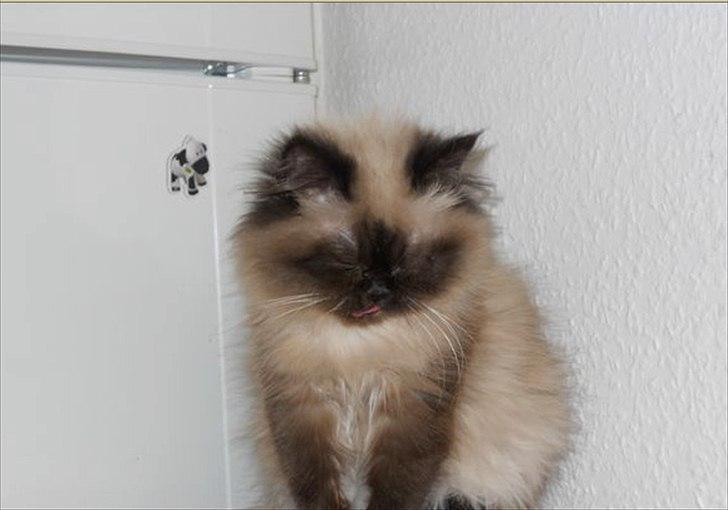 Colorpoint pusle billede 3