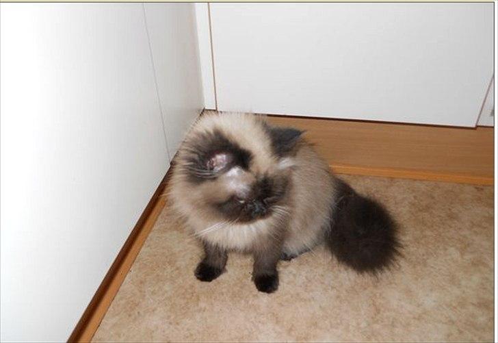 Colorpoint pusle billede 4