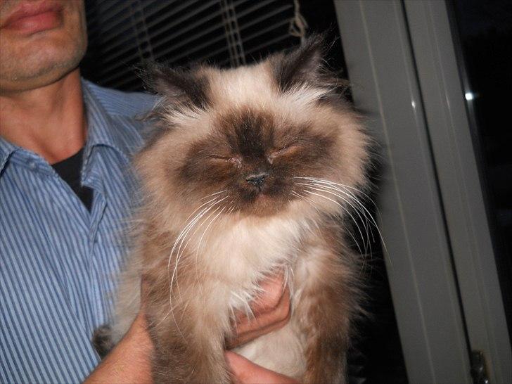 Colorpoint pusle billede 5