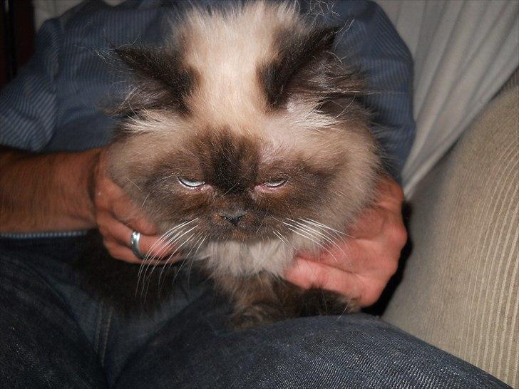 Colorpoint pusle billede 6