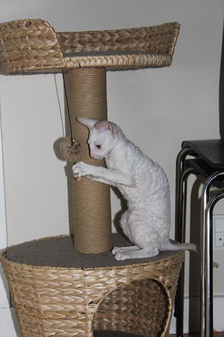 Cornish Rex DK Felis Schwencke Eowyn *Baby Boogie* - Lille pien' leger :) billede 10