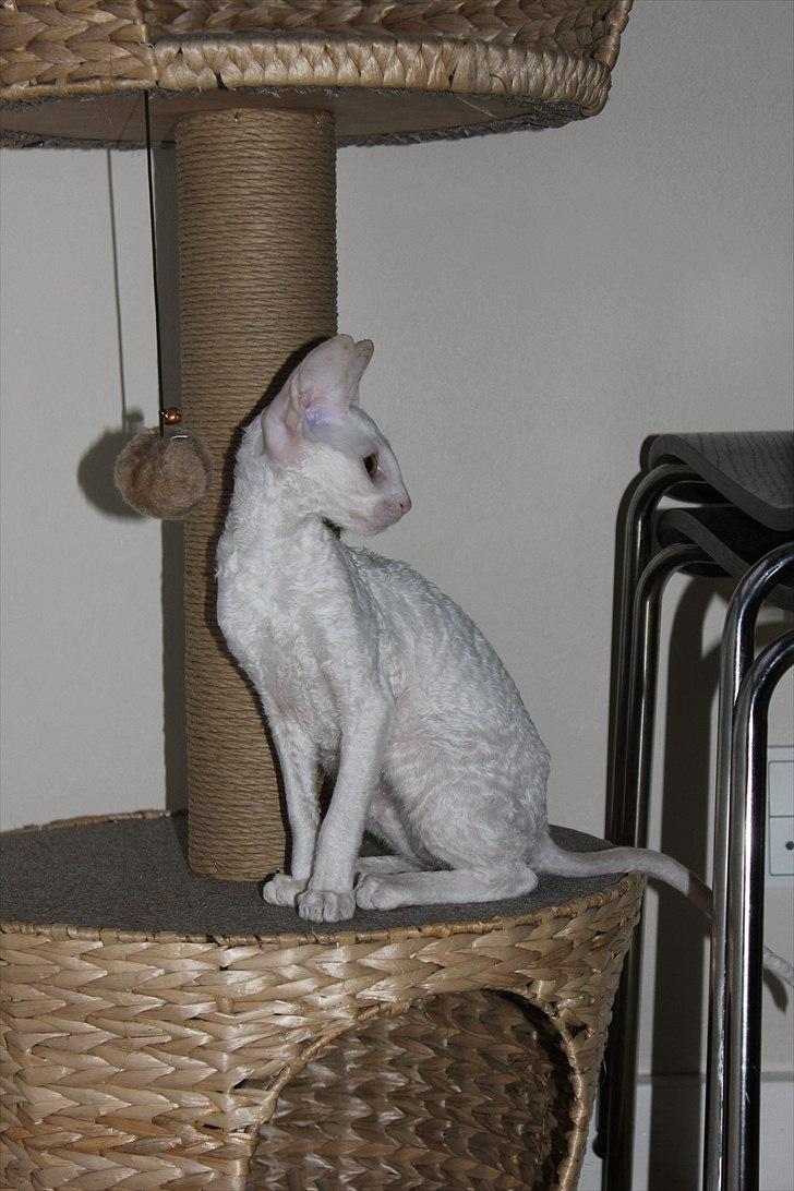 Cornish Rex DK Felis Schwencke Eowyn *Baby Boogie* - Hov, hva' var det mon? billede 11