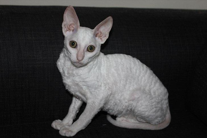 Cornish Rex DK Felis Schwencke Eowyn *Baby Boogie* - <3 billede 13