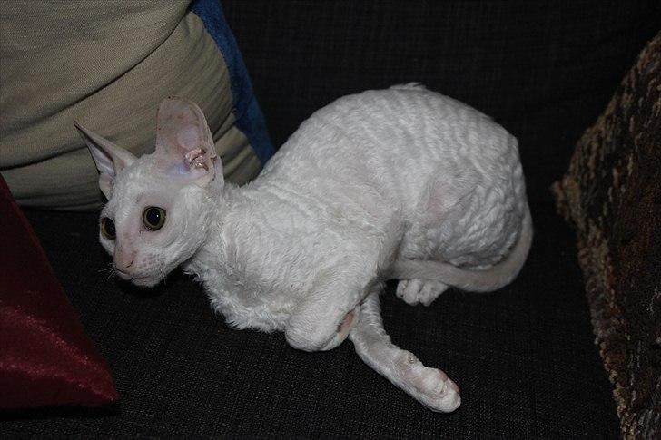Cornish Rex DK Felis Schwencke Eowyn *Baby Boogie* - hihi, er hun ikke bare sød? billede 12