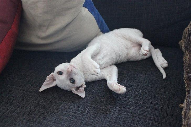 Cornish Rex DK Felis Schwencke Eowyn *Baby Boogie* - Boogie som hun er kaldt nu :)
min smukke pige .. billede 17