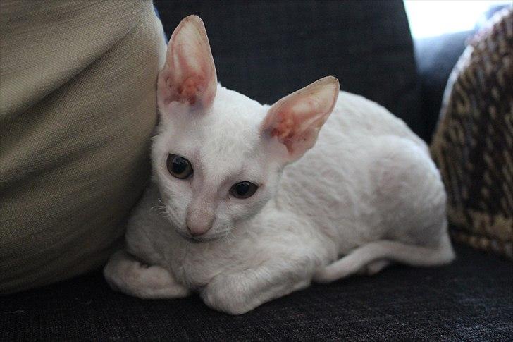 Cornish Rex DK Felis Schwencke Eowyn *Baby Boogie* - lille musen .. billede 9