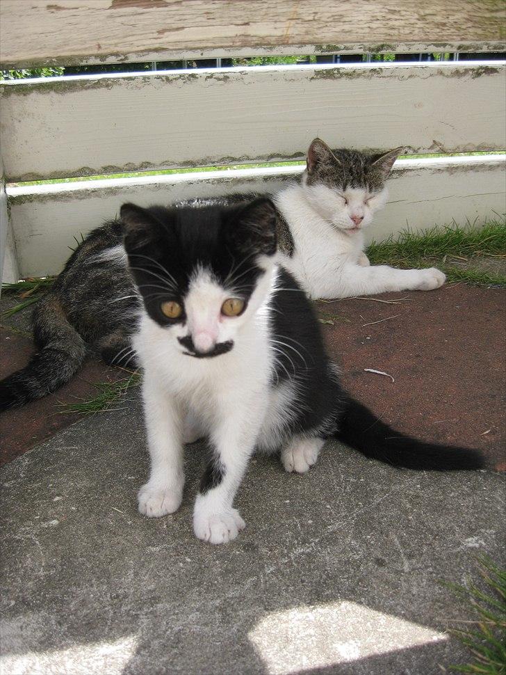 Blanding af racer Jamie billede 1