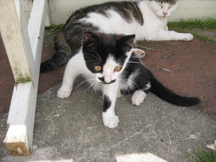 Blanding af racer Jamie billede 2