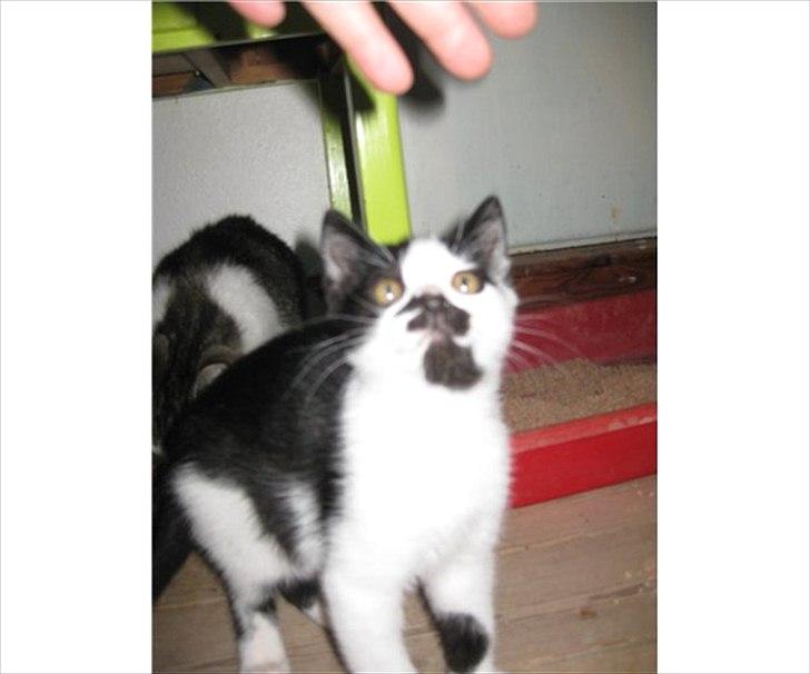 Blanding af racer Jamie billede 3