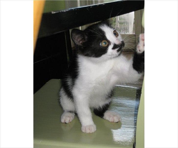 Blanding af racer Jamie billede 4