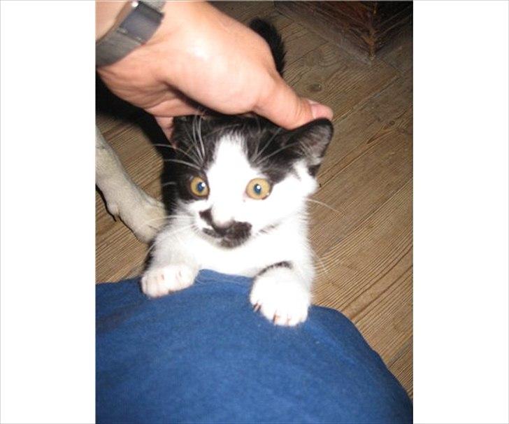 Blanding af racer Jamie billede 5