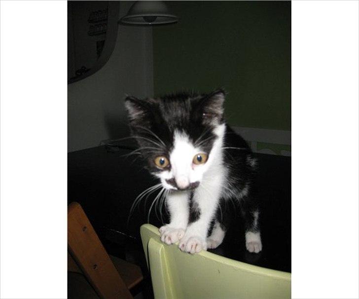 Blanding af racer Jamie billede 6