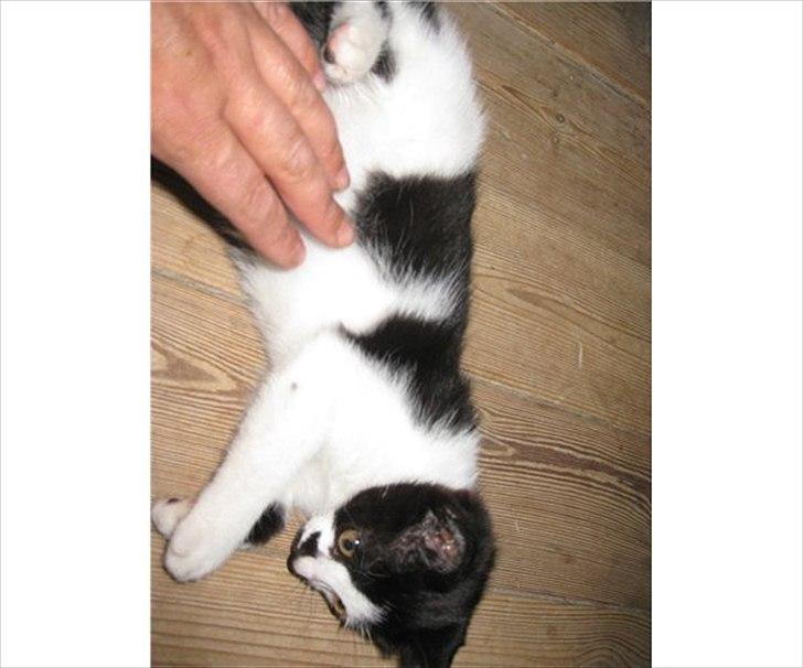 Blanding af racer Jamie billede 7