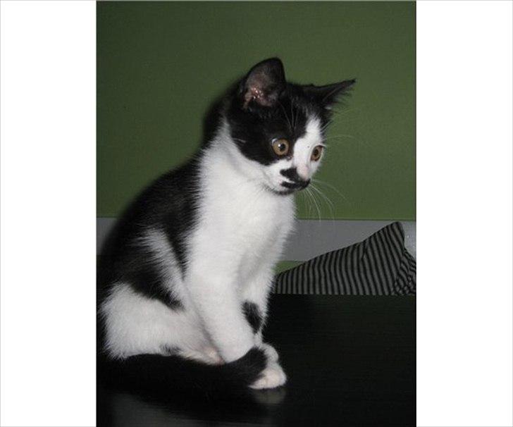 Blanding af racer Jamie billede 8