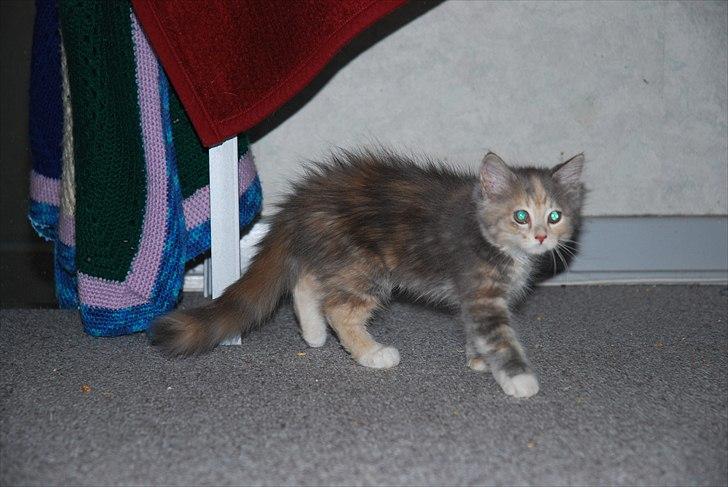 Blanding af racer Flora billede 7