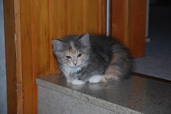 Blanding af racer Flora billede 8