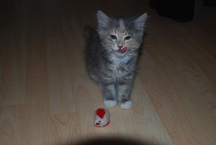 Blanding af racer Flora billede 9