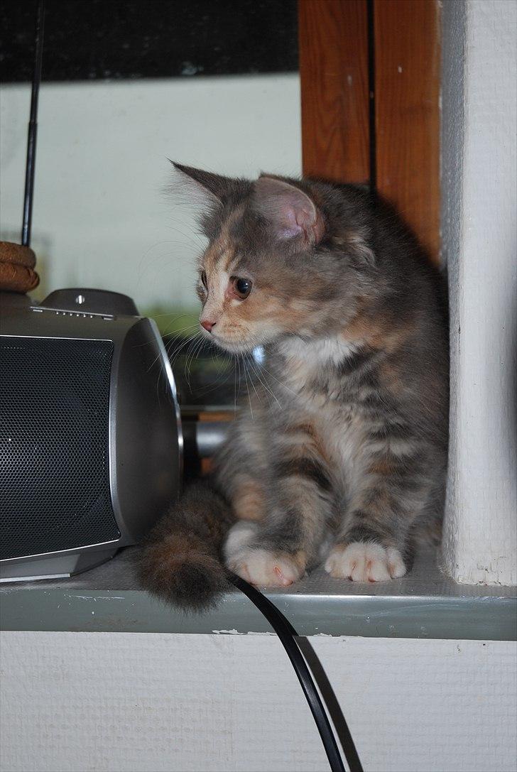 Blanding af racer Flora billede 10