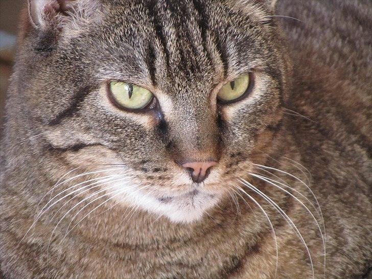 Huskat Mulle billede 1