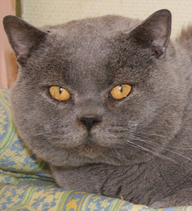 British Shorthair Moore Beauty Emmeth - Emmeth har først parret i 2011 og er derfor ved og få hankette kinder. billede 1