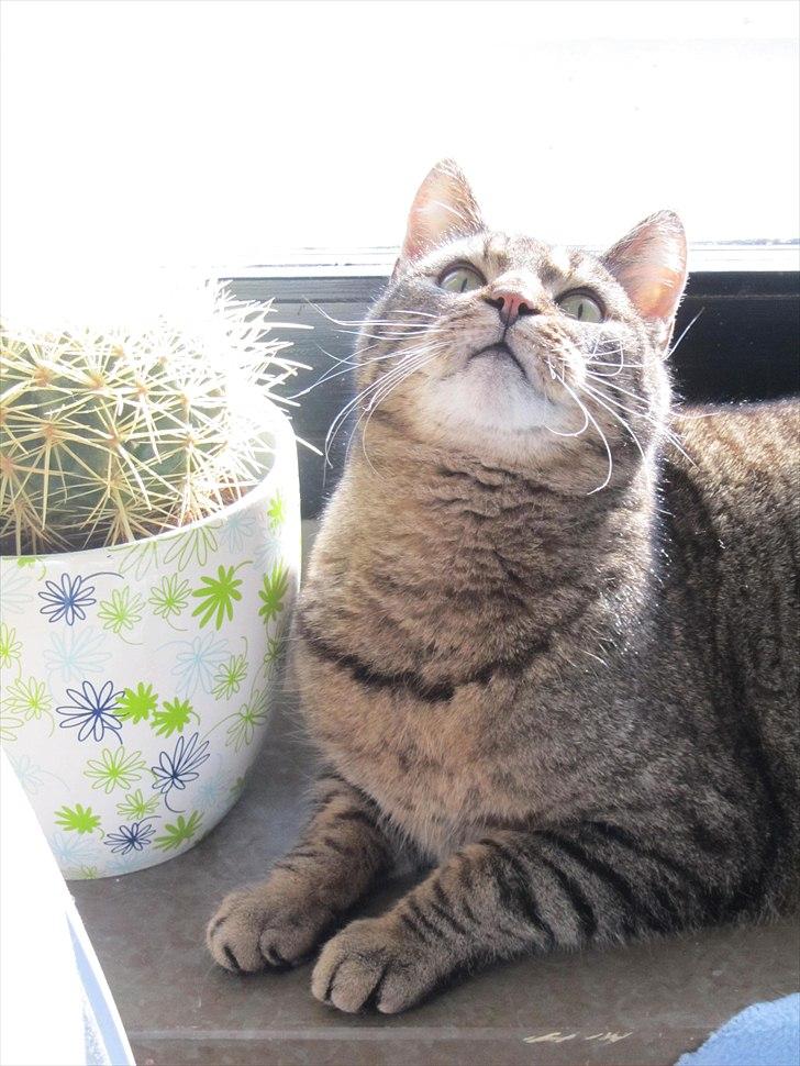 Huskat Mulle billede 2