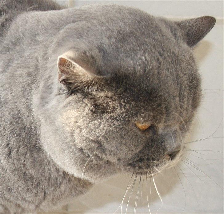 British Shorthair Moore Beauty Emmeth - Profil  billede 2