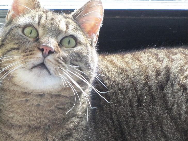 Huskat Mulle billede 3