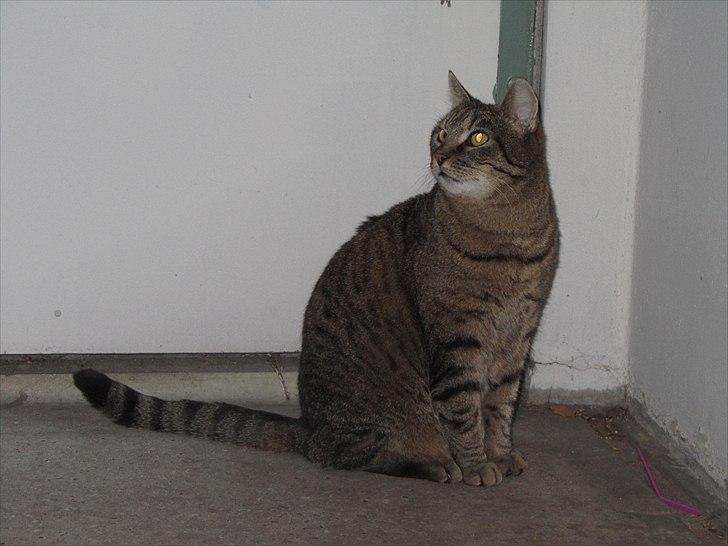 Huskat Mulle billede 4