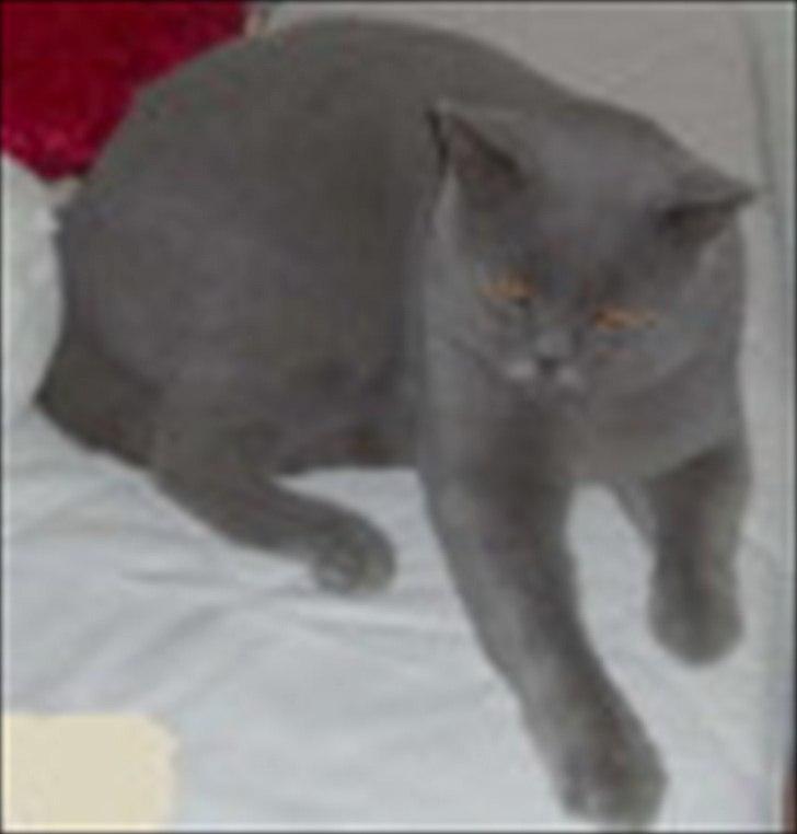 British Shorthair Moore Beauty Emmeth - Emmeth som 1 års. billede 3