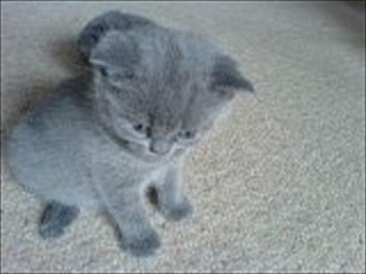 British Shorthair Moore Beauty Emmeth - Emmeth, lille killing billede 5