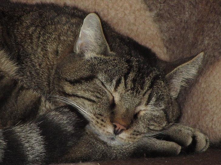 Huskat Mulle billede 5