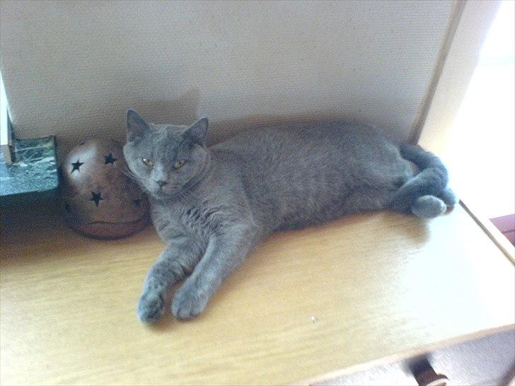 British Shorthair Moore Beauty Emmeth - Emmeth som ungkat. billede 4