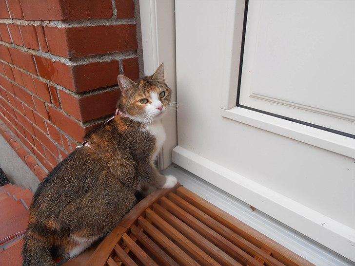 Huskat vivi - Hjem igen efter en laaang gå tur :D billede 5