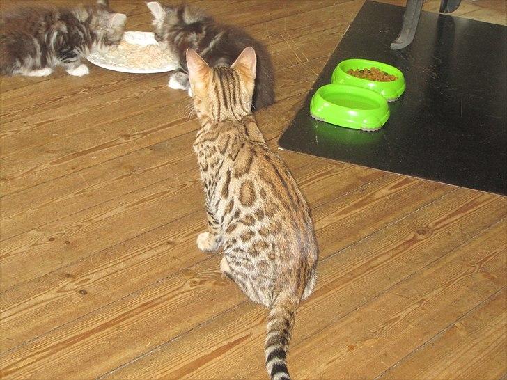 Bengal Miss Dior billede 8