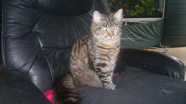 Blanding af racer sofia - vores dejlig kæle mis :-) billede 1