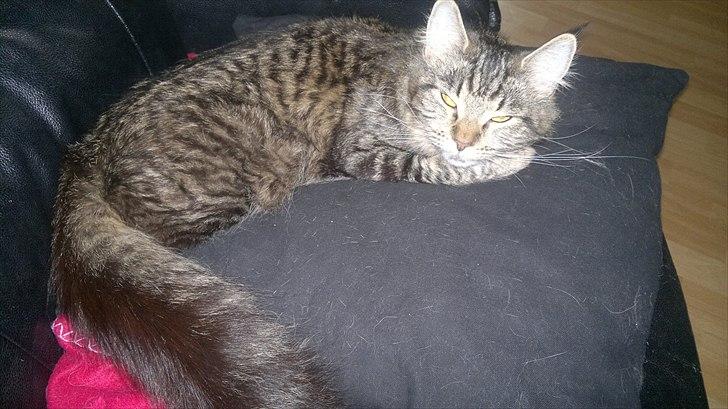 Blanding af racer sofia - slapper lige lidt af  billede 2