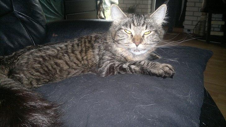 Blanding af racer sofia billede 3