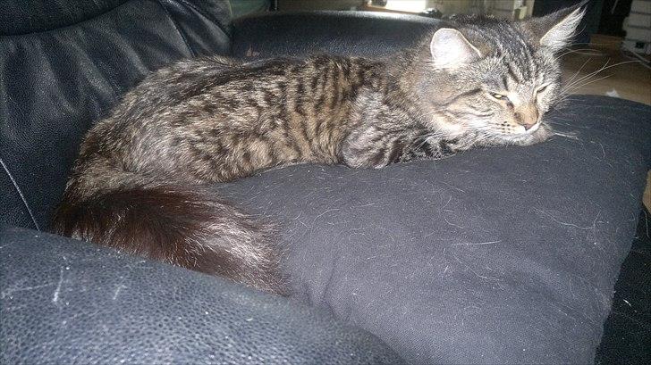 Blanding af racer sofia billede 4