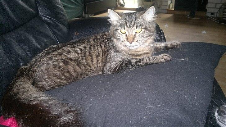 Blanding af racer sofia billede 6