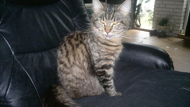 Blanding af racer sofia billede 5