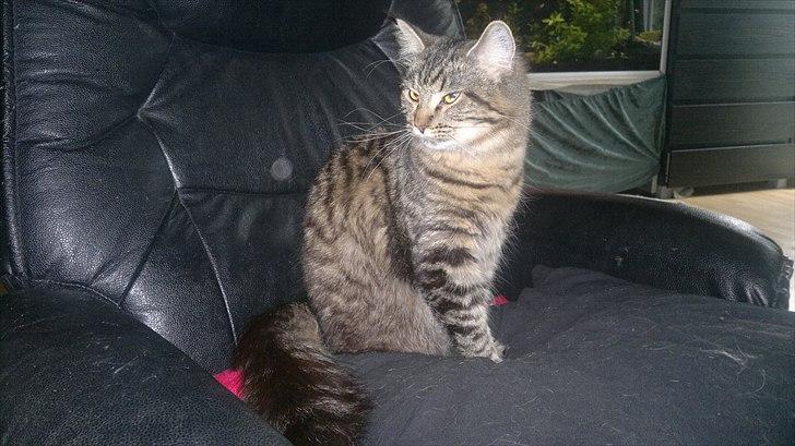 Blanding af racer sofia billede 8