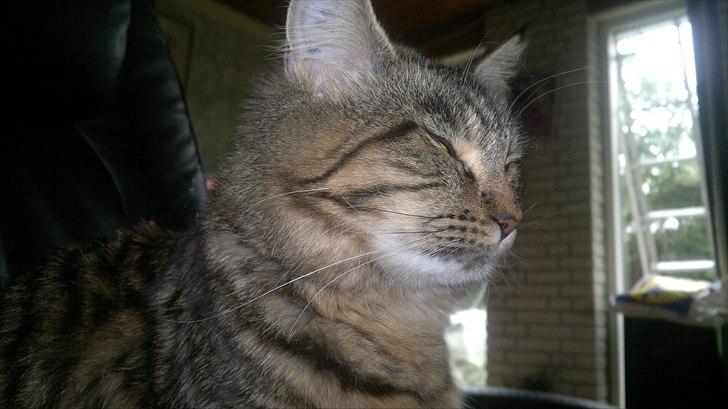 Blanding af racer sofia billede 9