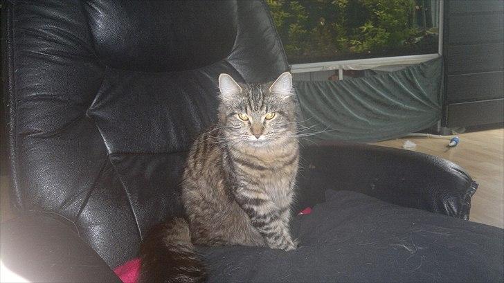 Blanding af racer sofia billede 10