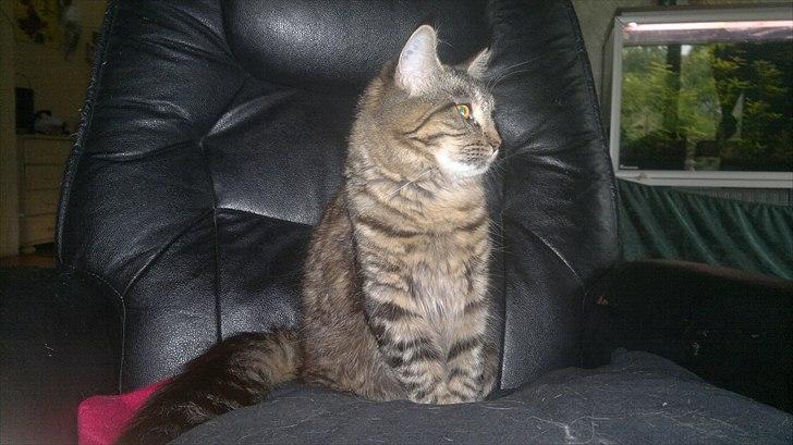 Blanding af racer sofia billede 7