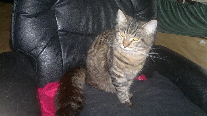 Blanding af racer sofia billede 11